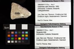 Foto (Objket + Etiketten) von Galatheites zitteli (Moericke, 1889) 